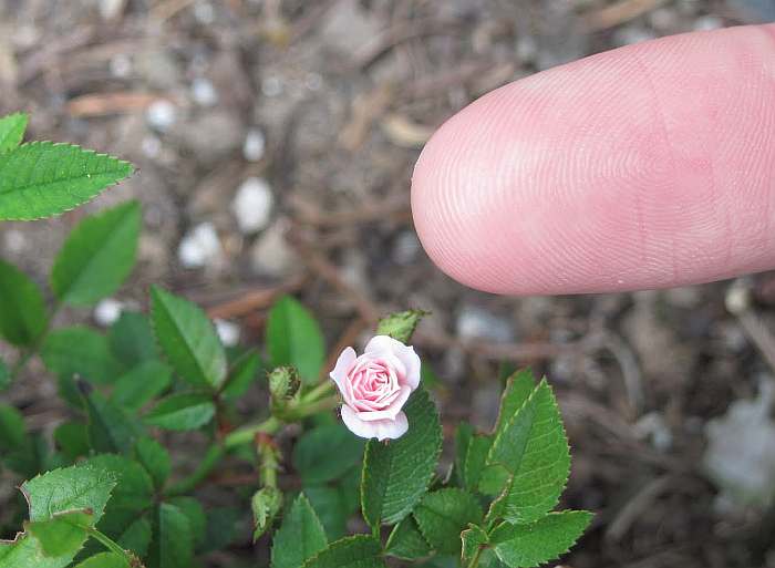 Дүйнөнүн эң кичинекей роза гүлү
